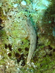 Dermatobranchus striatus