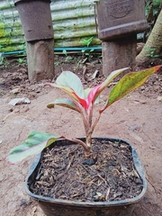 Aglaonema