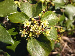 Hedera rhombea