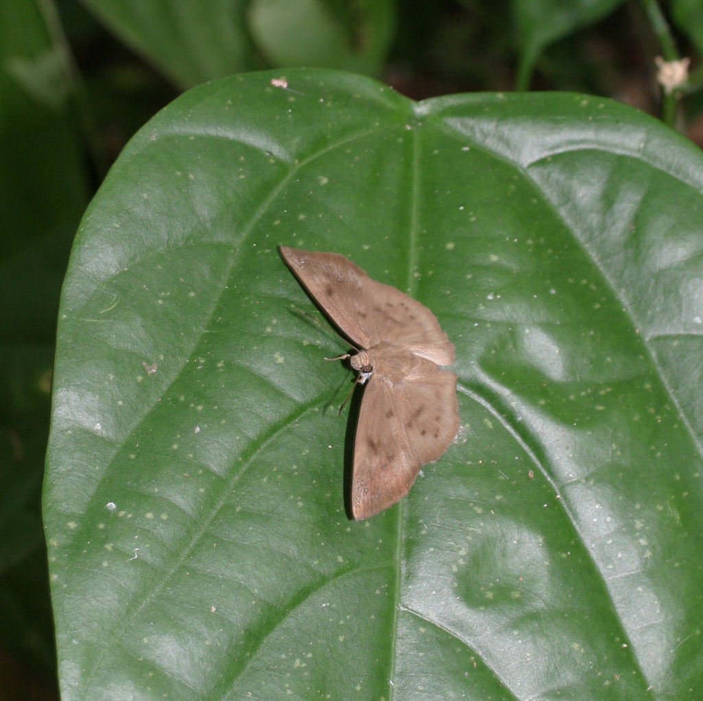 白裙弄蝶（Tagiades japetus）