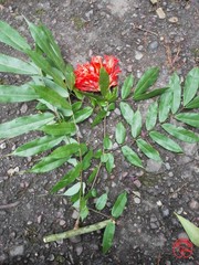 Brownea ariza
