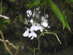 Ionopsis utricularioides