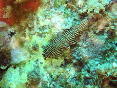 Dermatobranchus striatus