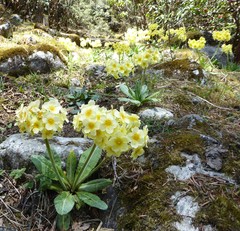 Primula strumosa