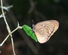 Euploea core graminifera