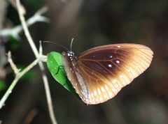 Euploea core graminifera