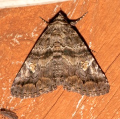 Metria amella