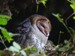 Tyto alba punctatissima