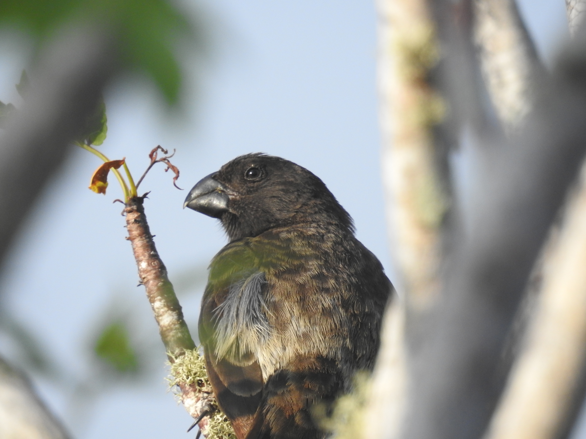 Vegetarian Finch (Platyspiza crassirostris), photo 6