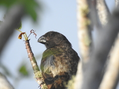 Platyspiza crassirostris