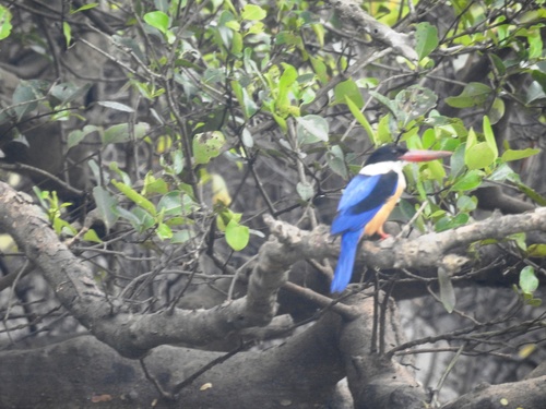 Black-capped Kingfisher (Halcyon pileata)