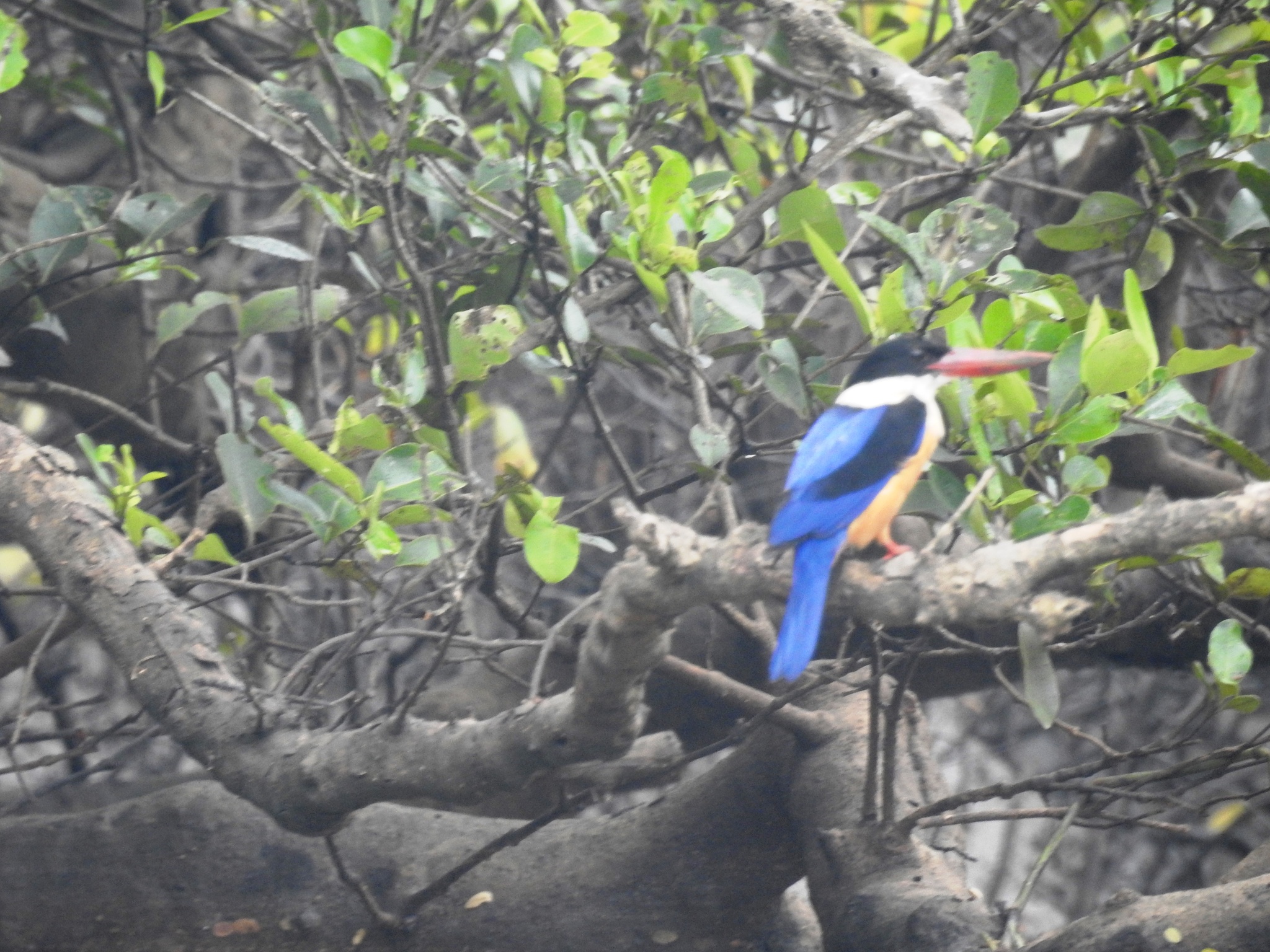 Black-capped Kingfisher (Halcyon pileata)