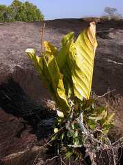 Anthurium jenmanii
