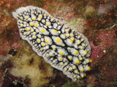 Phyllidia elegans