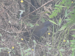 Laterallus spilonota