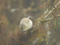 Certhidea olivacea