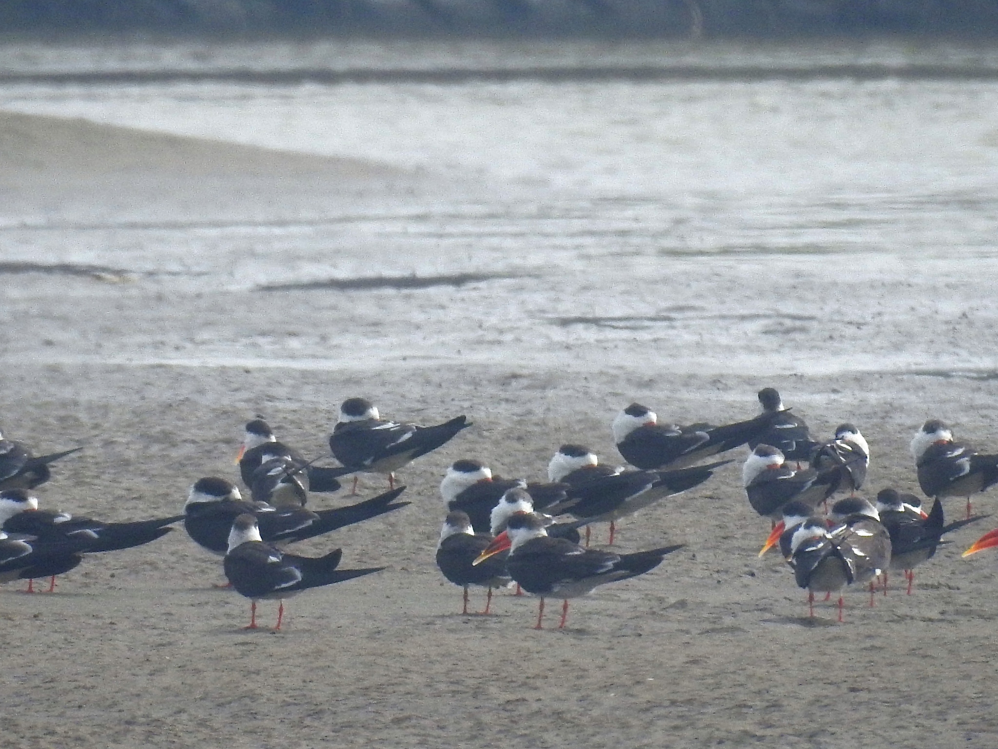 Indian Skimmer illustration