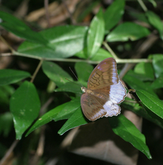 Tanaecia flora andersonii