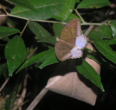 Tanaecia flora andersonii