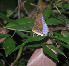Tanaecia flora andersonii