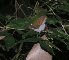 Tanaecia flora andersonii