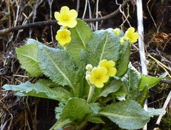 Primula strumosa