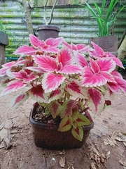 Coleus scutellarioides