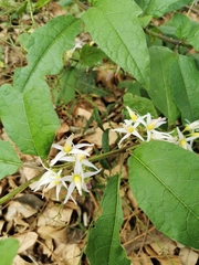 Solanum volubile