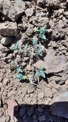 Chaetanthera euphrasioides