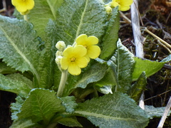 Primula strumosa