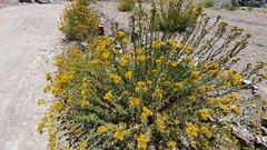 Senecio eruciformis