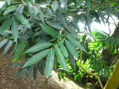 Kigelia