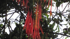 Aetanthus mutisii