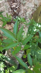 Solanum seaforthianum