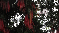 Aetanthus mutisii