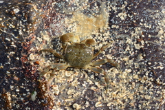 Paragrapsus quadridentatus