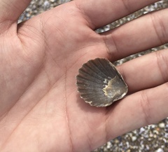 Aequipecten tehuelchus