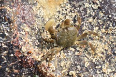 Paragrapsus quadridentatus
