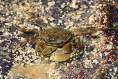 Paragrapsus quadridentatus
