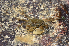 Paragrapsus quadridentatus