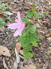 Hibiscus geranioides