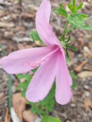 Hibiscus geranioides
