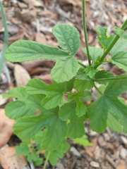 Hibiscus geranioides
