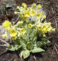 Primula strumosa