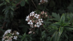 Galianthe bogotensis