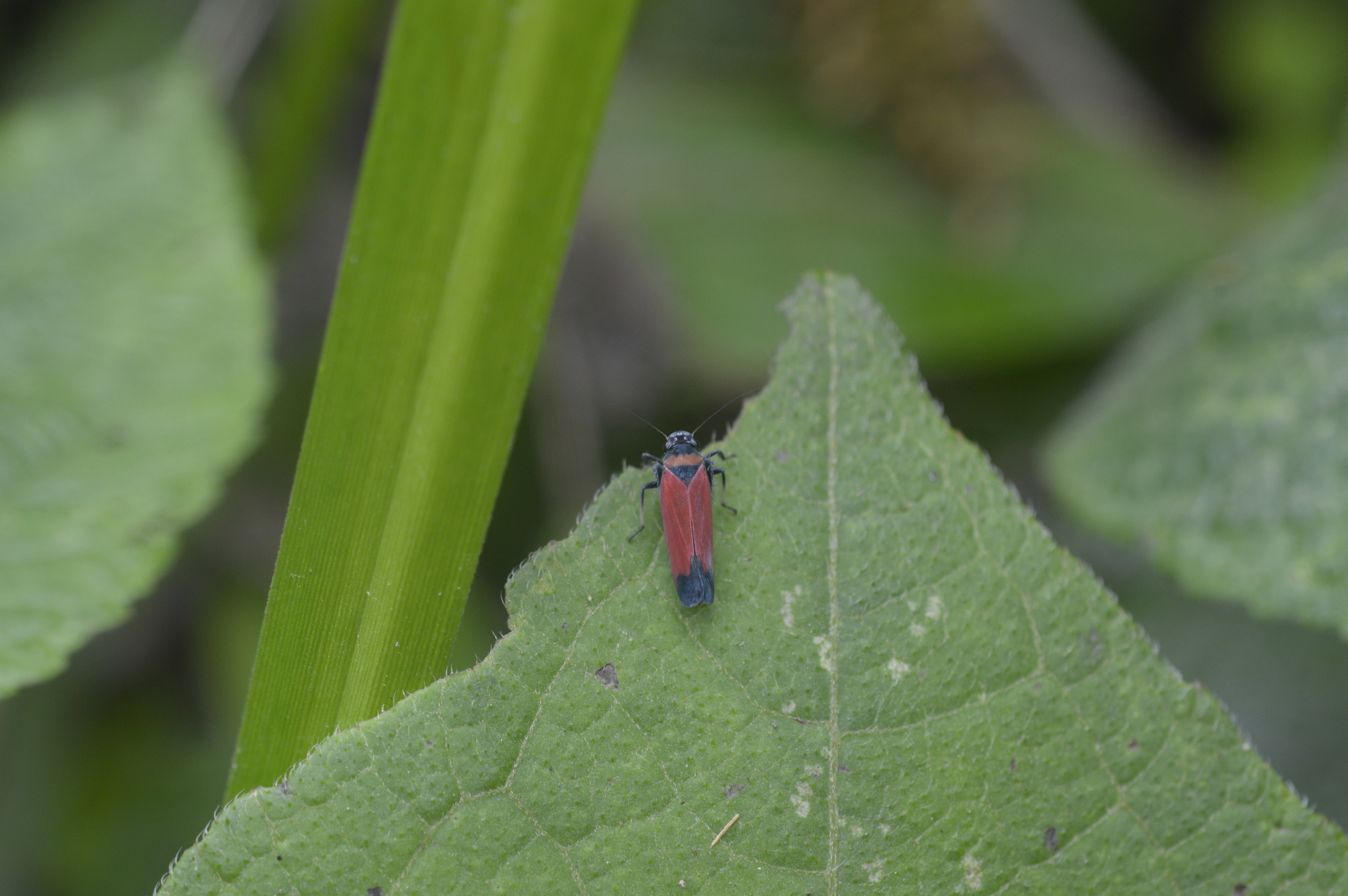 Cicadellinae image