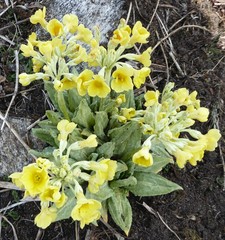 Primula strumosa