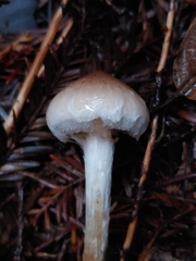 Pholiota decorata