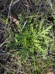 Sanicula arctopoides