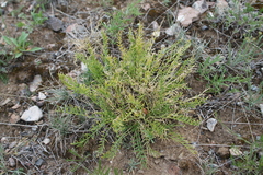 Oxytropis squammulosa